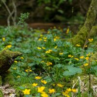 Romantisches Waschtal