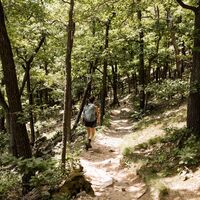 durch den Wald