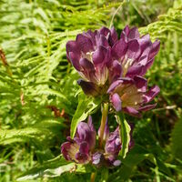 der wunderschöne Pannonische Enzian