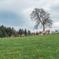 Weideflächen am Panoramarundweg
