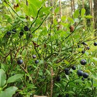 Blaubeerteppiche im Langen Berg