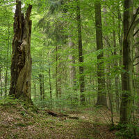 Vessertal