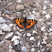 Fauna: Schmetterling