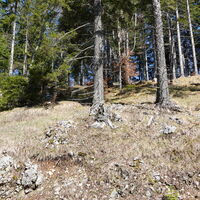 Schlussaufstieg durch den Wald auf den Rohrkogel