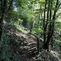 Herrlicher Waldweg oberhalb von Ernsthofen