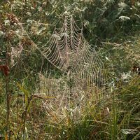 Sielmann-Weiher Spinnennetz