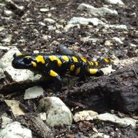 Feuersalamander