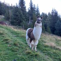 Alpakas auf Wildalm