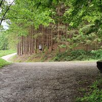 3.1 km Weg trifft auf eine Forststraße