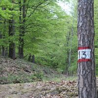 Saftige Blätter im frühlingshaften Kogelwald