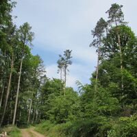 Weg zur Carlsbuche