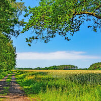 Der Weg in Richtung Eggersmühlen des NORDPFADES Osterberg