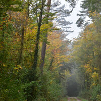 achenberg-waldweg-im-herbst