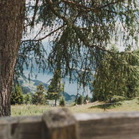 Seeblicke oberhalb der Waldgrenze