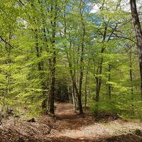 Weg nahe den Erzgruben - Teilstück des Trifelsblickwegs