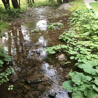 Quelle mit Bachlauf bei Willingen