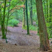 Laubwald historischer Tiergarten