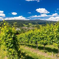 Keltenweg Ligist mit Blick über die Weinberge