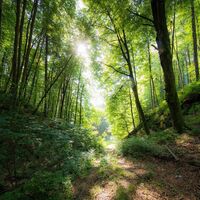 Lichtstimmung im Wald