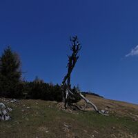 Schwabenbartl - Windgrube - Mittereralm - Fölzalm