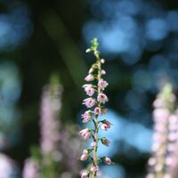 Flora am Weg zur Ruine Thürndl
