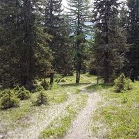 8.6 km Maibrunntrail
