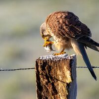im Ahlenmoor