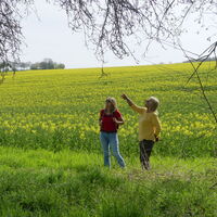Rapsfeld im Despental