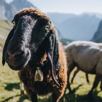 Schafe im Puittal