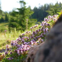 unzählige Blumen zieren die Almböden