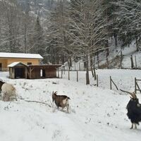 Ziegengehege im Naturpark Falkenstein