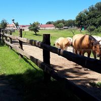 Pferde am Liebfrauenberg