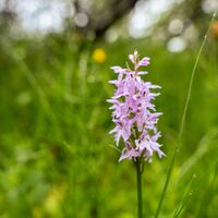 Blumenvielfalt im Kojenmoos