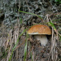 aufgrund von Blitz und Donner haben wir geschaut dass wir schnell nach unten kommen, der Pilz blieb aber nicht unentdeckt
