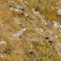 ein Schneehahn lässt sich blicken