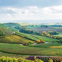 Weinlandschaft im Zabergäu - Ausblick vom Zweifelberg | HeilbronnerLand