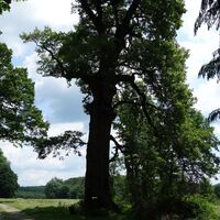 Naturdenkmal nahe Eichenhain