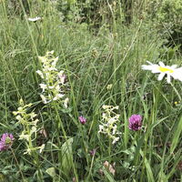 Schönecker Schweiz, Orchidee
