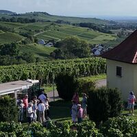 Picknick und Wein