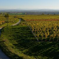 Weinberge am Wagram