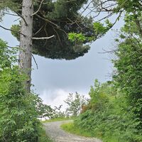 Pittoresker Baum