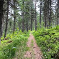 Stazerwald
