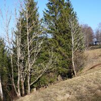 Schlussstück Aufstieg Bichlberg