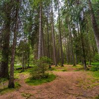 Naturnahe Pfade durch den Zauberwald