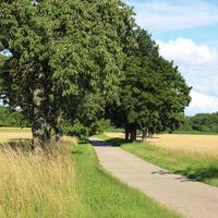 Ausblick des Nordic Walking-Trails - gepflasterte Strecke