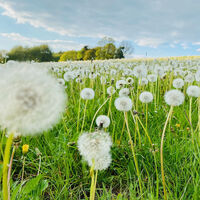 Pusteblumen am Weg