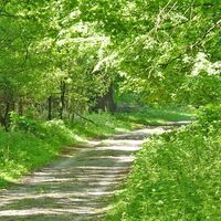 Breiter Weg durch den Forst Wendloh bei Tarmstedt