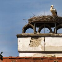 Storch in Rein