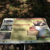 Tafel mit interessanten Info´s über den letzten Bär am Lidaun