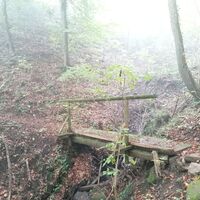 Mystische Stimmung im Wald